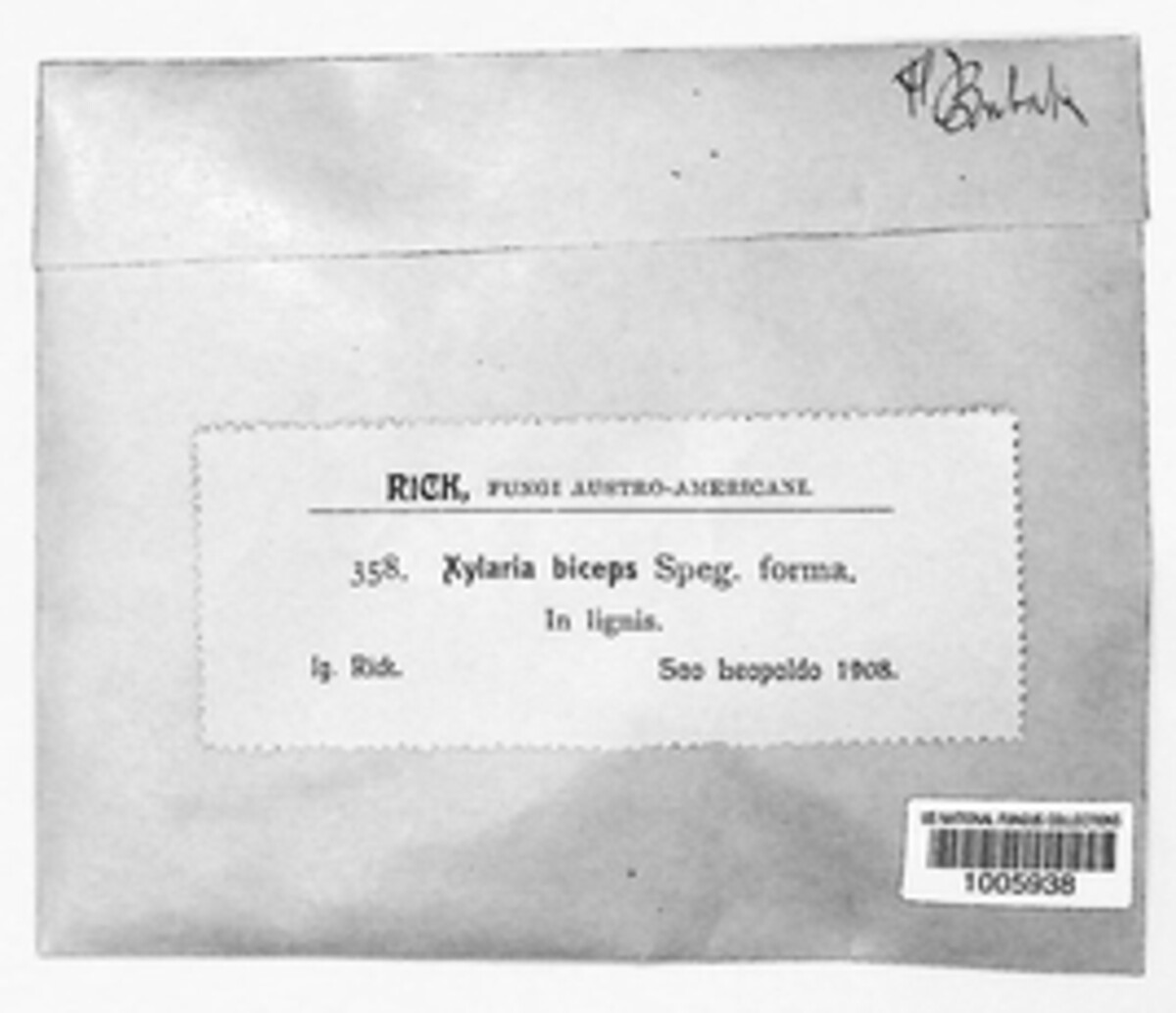 Xylaria biceps image
